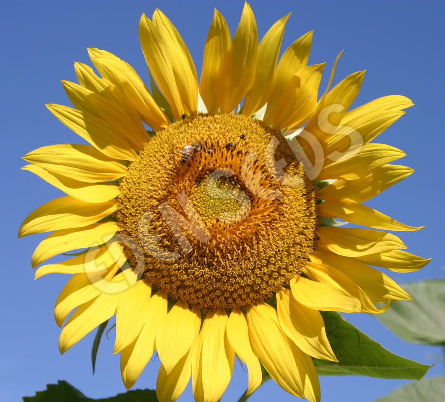Sunflower Giant Single Seeds