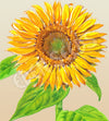 Sunflower Sunbird Seeds