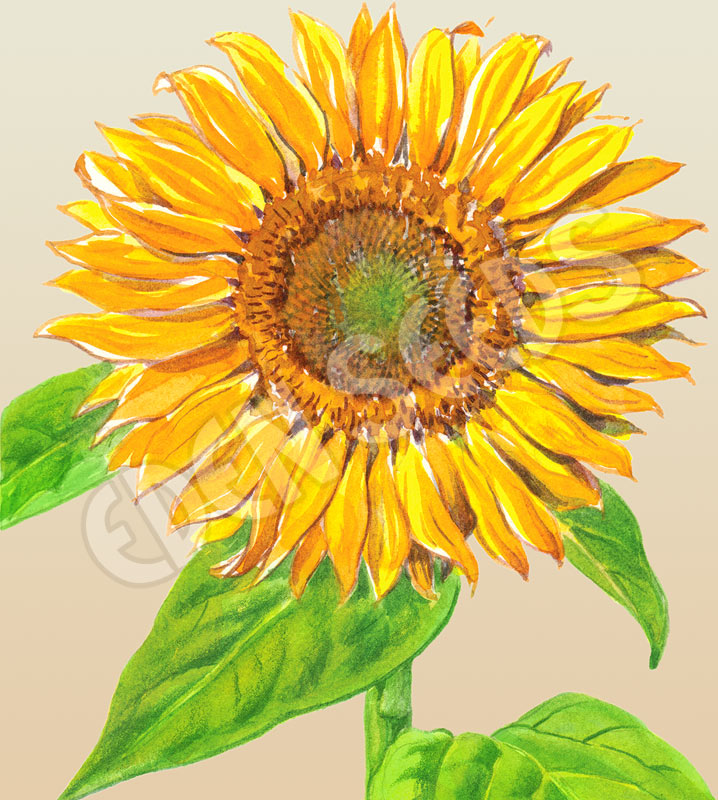 Sunflower Sunbird Seeds