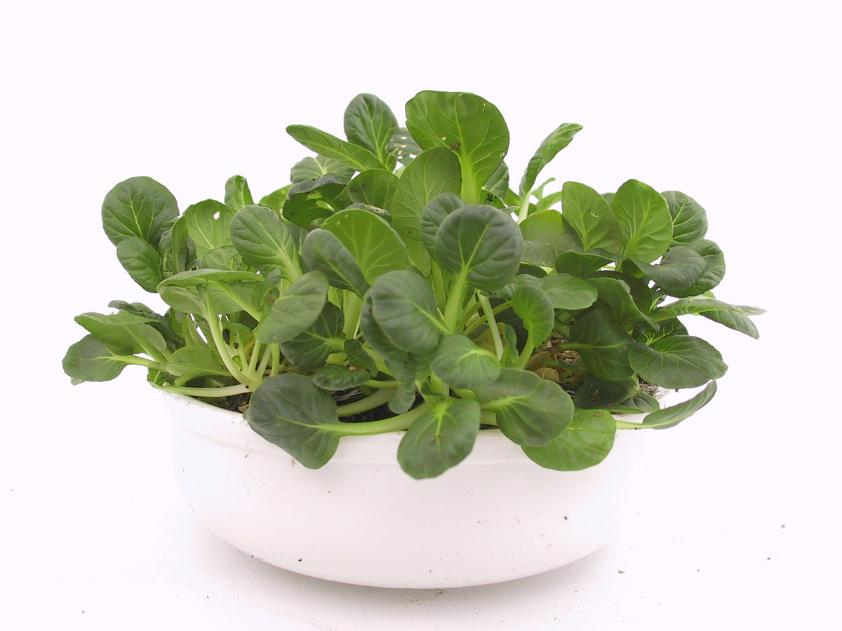 Tatsoi Organic Seeds