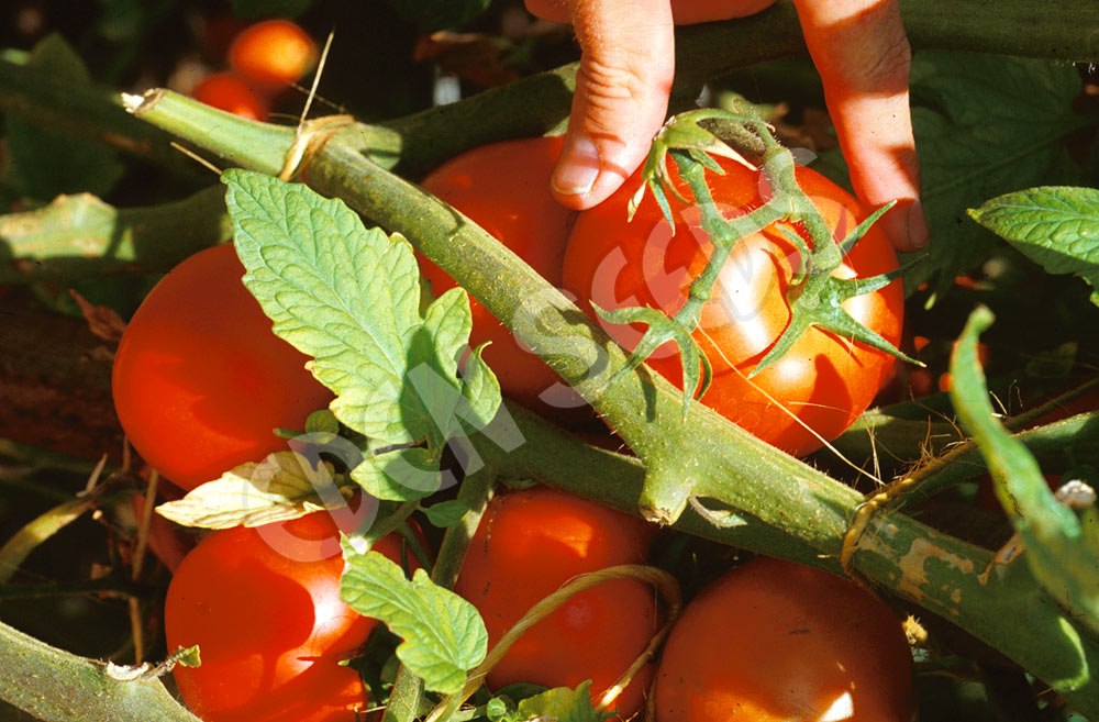Tomato Beefsteak Organic Seeds