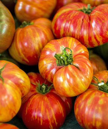 Tomato Big Rainbow