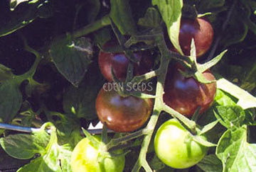 Tomato Black Cherry Organic  Seeds