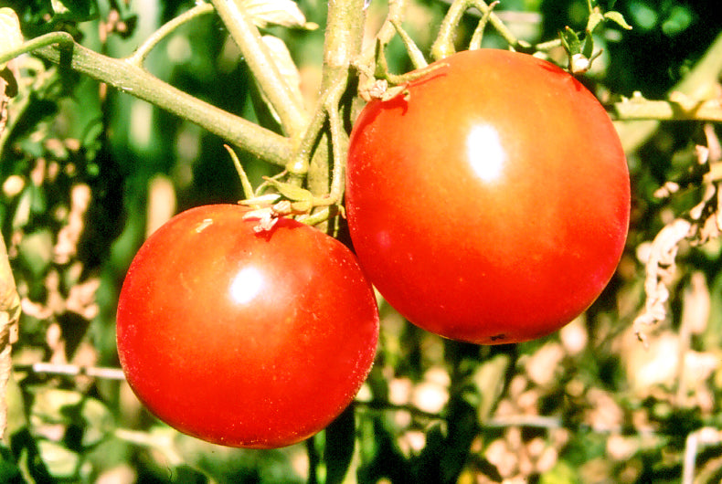 Tomato Break O Day Seeds