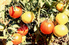 Tomato Campbell 33 (Mighty Red)