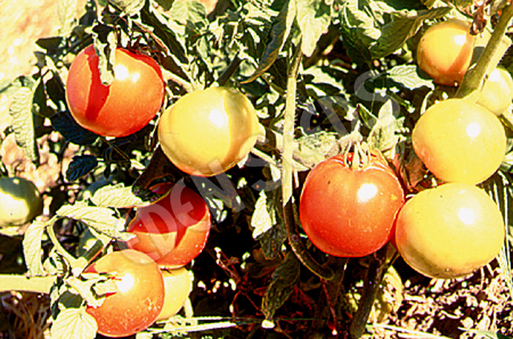 Tomato Campbell 33 (Mighty Red)