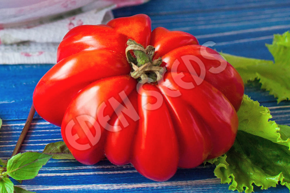 Tomato Costoluto Fiorentino Seeds