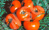 Tomato Daydream Seeds