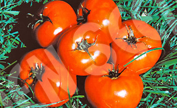 Tomato Daydream Seeds