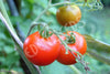 Tomato Deutscher Fleiss Seeds