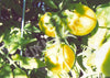 Tomato Earl Of Edgecombe Seeds