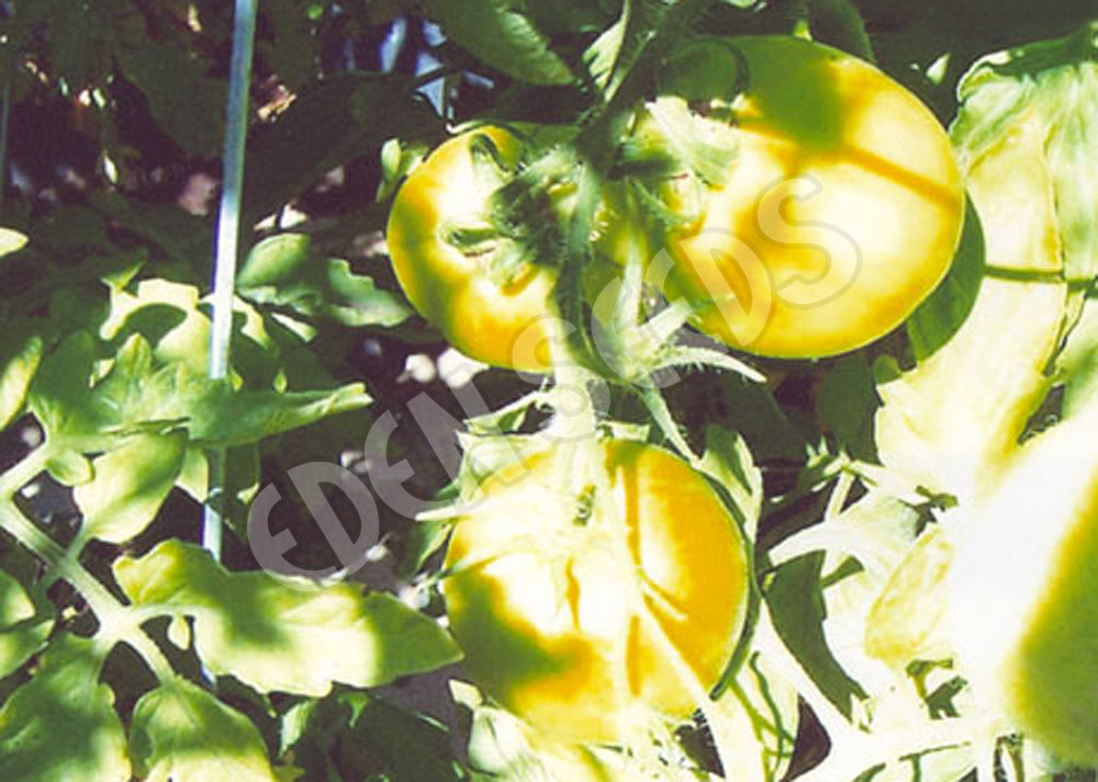 Tomato Earl Of Edgecombe Seeds