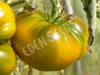 Tomato Evergreen Seeds
