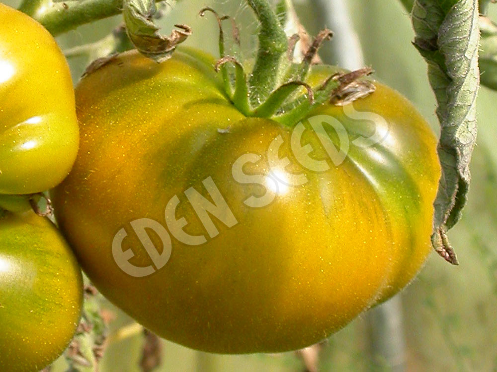Tomato Evergreen Seeds