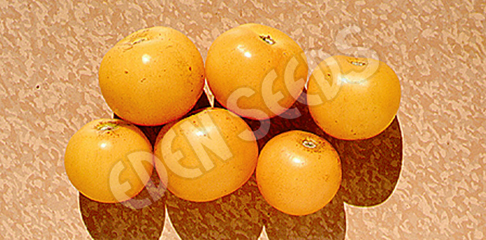 Tomato Golden Sunrise Seeds