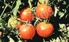 Tomato Graf Zeppelin Seeds