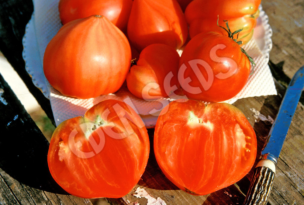Tomato Oxheart Red Seeds