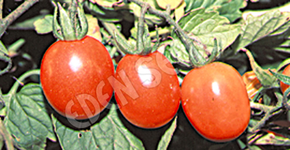 Tomato Peach Seeds