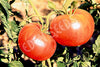 Tomato Ponderosa Pink
