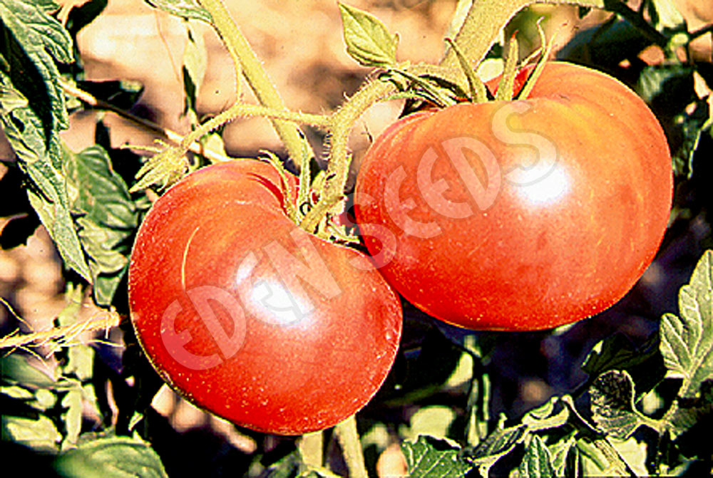 Tomato Ponderosa Pink