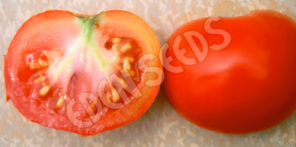 Tomato Prosperity Seeds