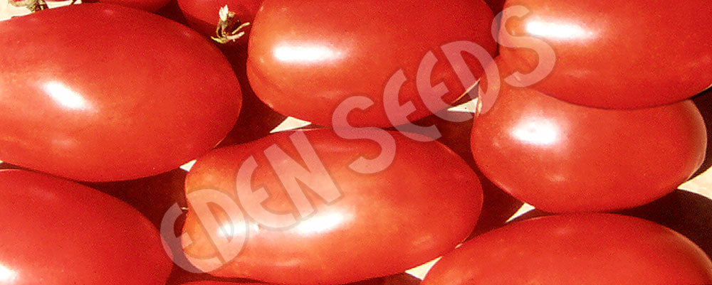 Tomato Roma Seeds