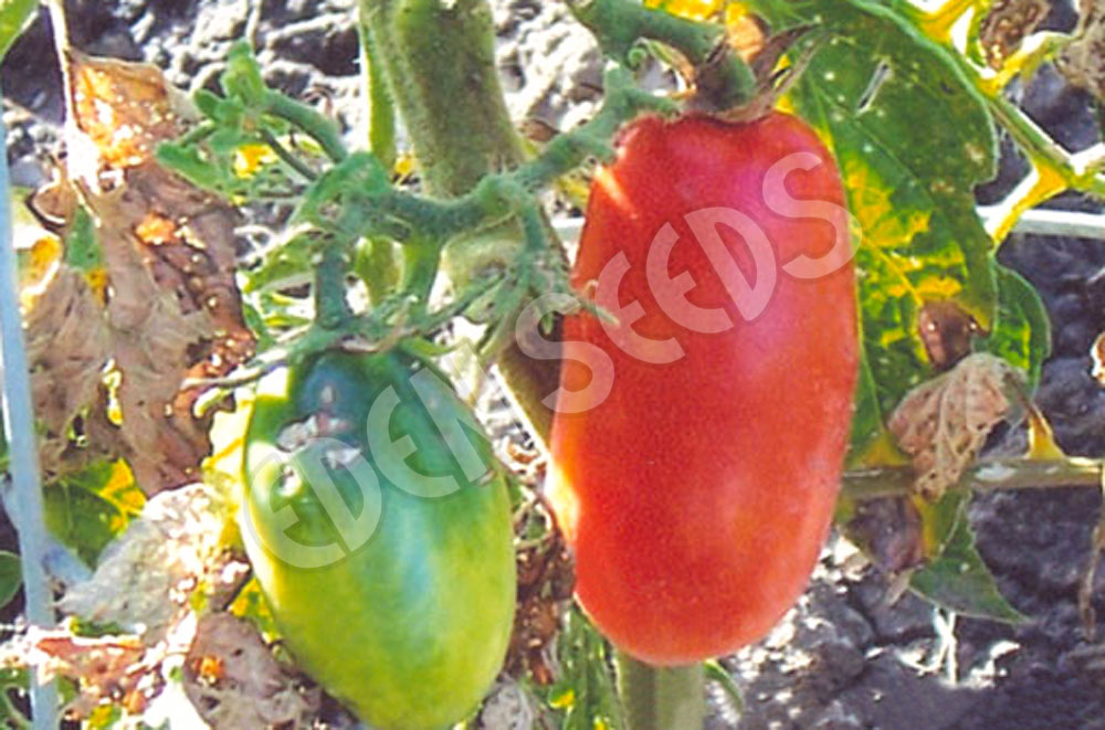 Tomato San Marzano Seeds