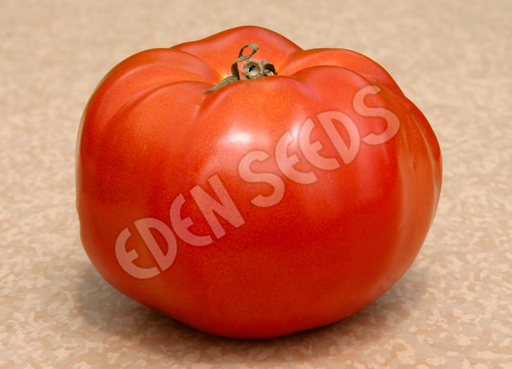 Tomato Silvery Fir Tree Seeds