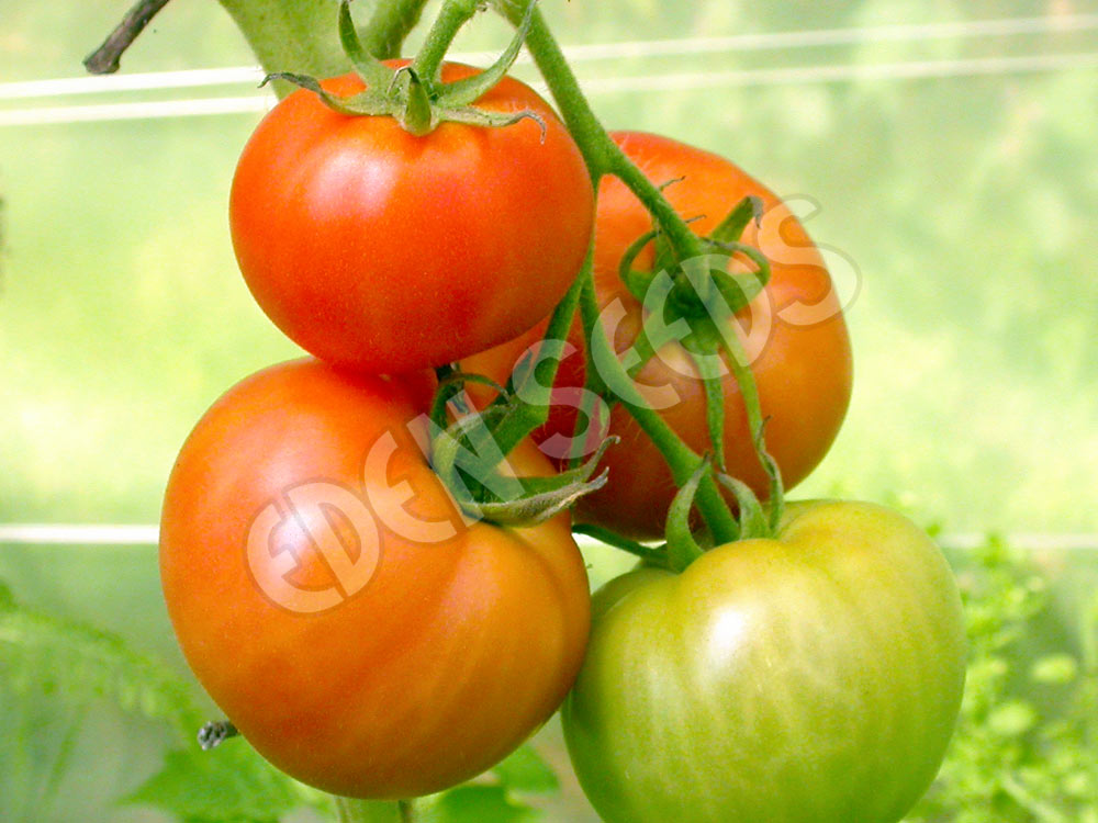 Tomato Sunray Seeds