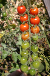 Tomato Sweetie Seeds