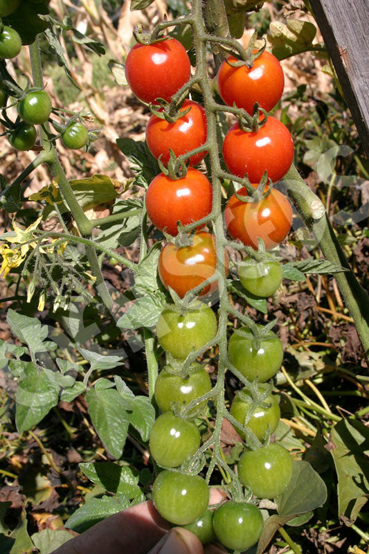 Tomato Sweetie Seeds