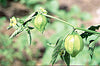 Tomatillo Seeds