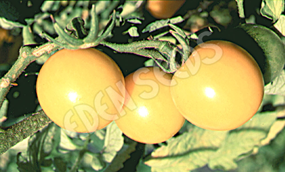 Tomato Tommy Toe Yellow Seeds