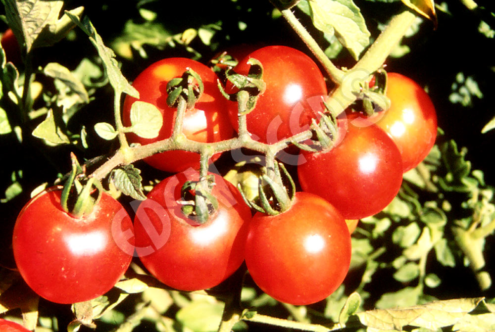 Tomato Tommy Toe Organic Seeds
