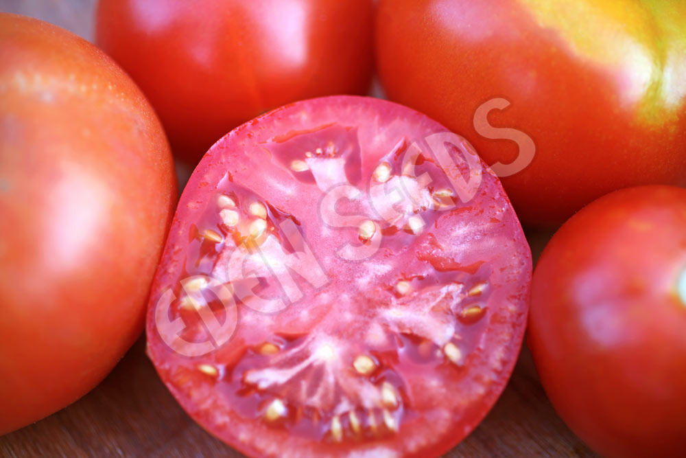 Tomato Tropic Seeds