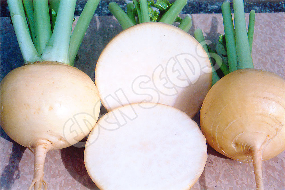 Turnip Gold Ball Seeds