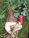 Turnip Italian Cabbage Seeds