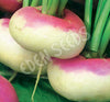 Turnip Purple Top Milan Organic Seeds