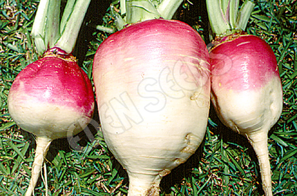 Turnip Purple Top White Globe Organic Seeds