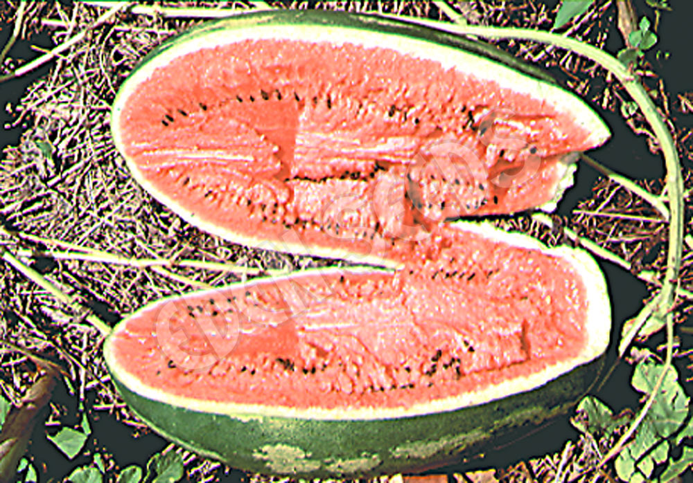 Watermelon Klondyke Seeds