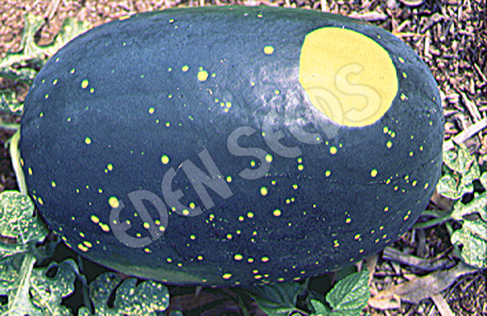 Watermelon Moon And Stars Seeds