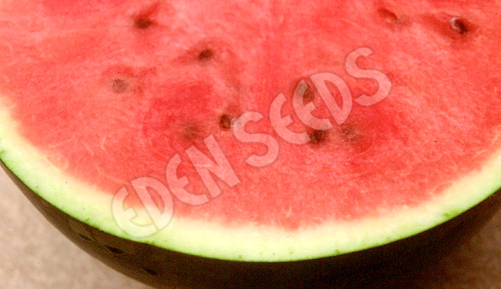 Watermelon Sugarbaby Seeds