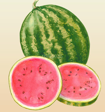Watermelon Warpaint Seeds