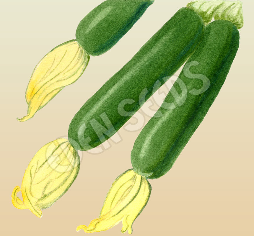 Zucchini Black Zucchini Organic Seeds