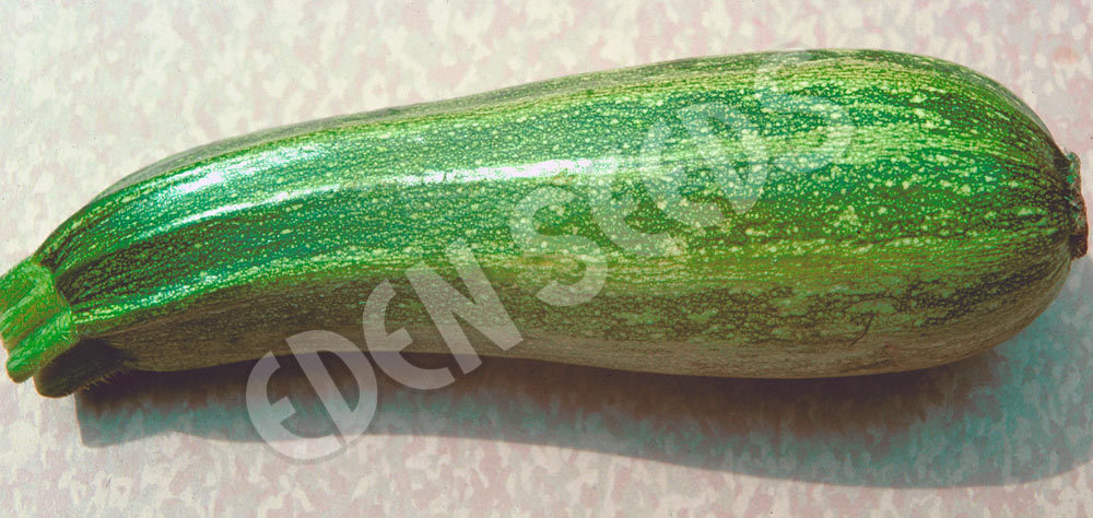 Zucchini Cocozelle Organic Seeds