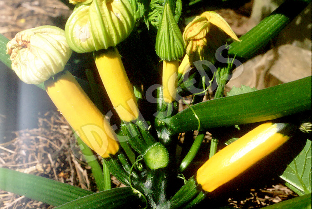 Zucchini Golden Seeds