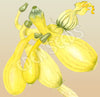Zucchini Golden Arch Crookneck Organic Seeds