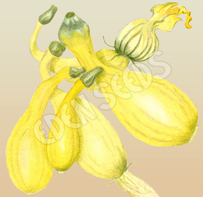 Zucchini Golden Arch Crookneck Organic Seeds