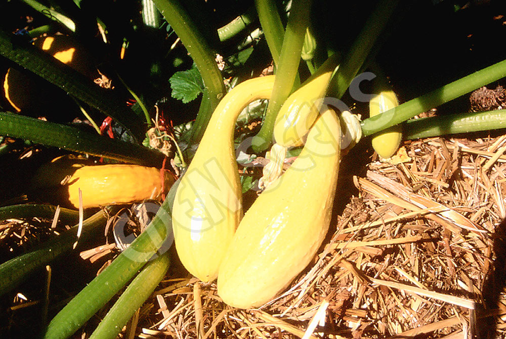 Zucchini Golden Arch Crookneck Seeds
