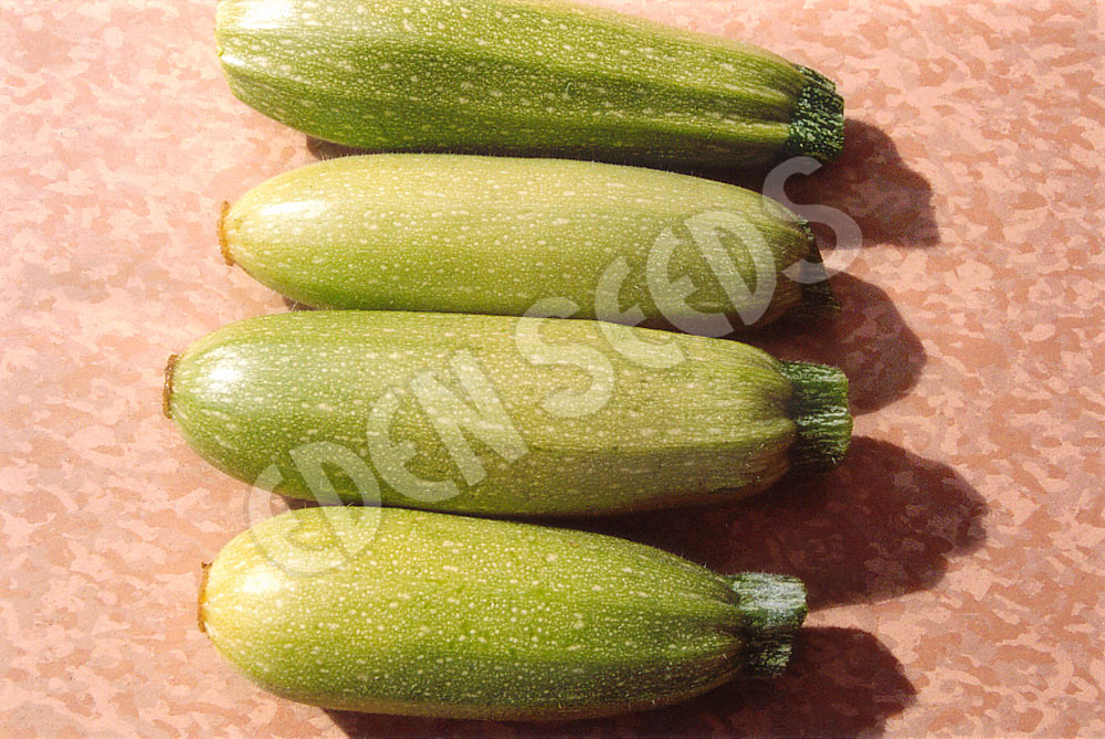Zucchini Lebanese Seeds